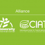 CIAT/ Bioversity International