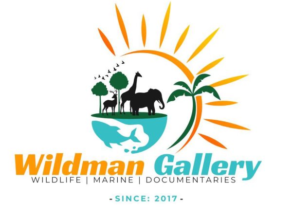 Receptionist Job Vacancy at Wildman Gallery Ltd